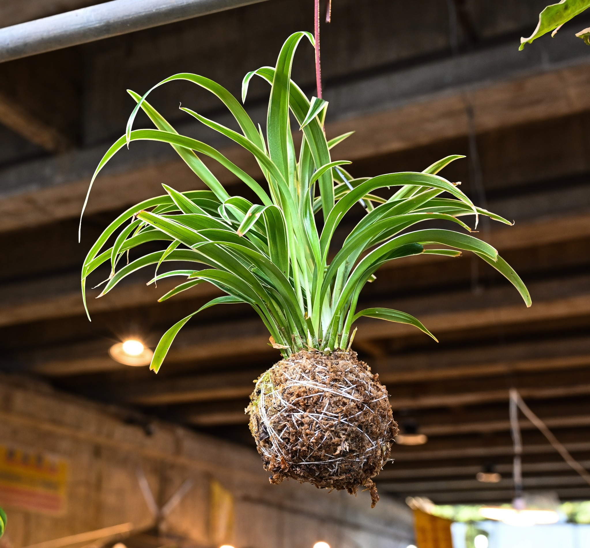 Kokedama Workshop
