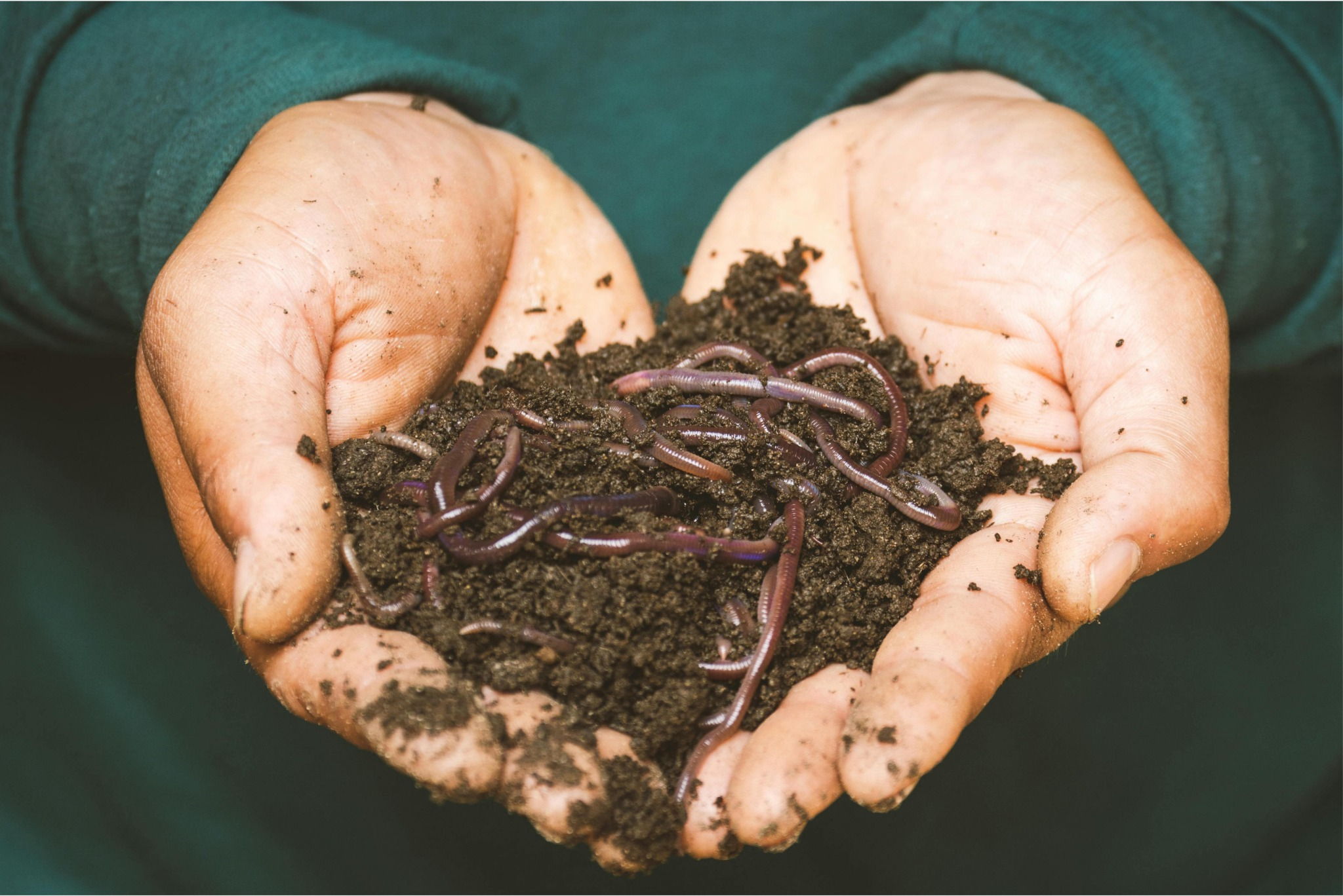 Worm Magic